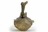 Sauropod (Camarasaurus) Caudal Vertebra - Wyoming #305154-9